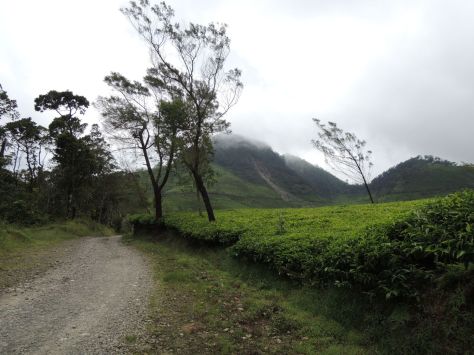 Tea plantation in Sukabumi, West Java